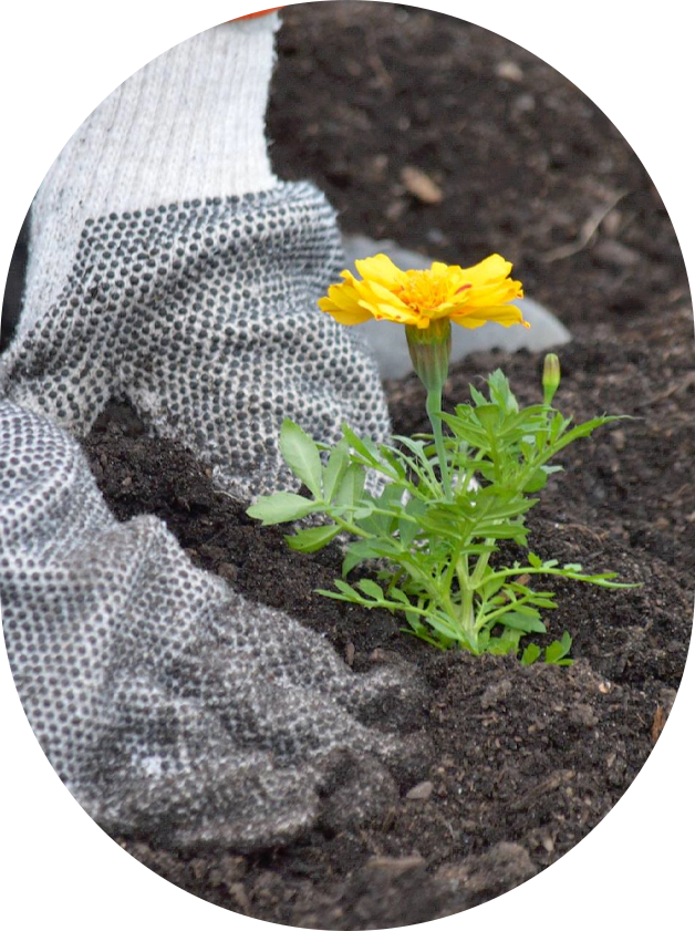 A yellow flower is growing in the dirt.